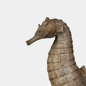 3d seahorse sea horse model