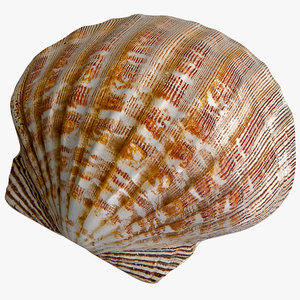 clam seashell 2 3d max