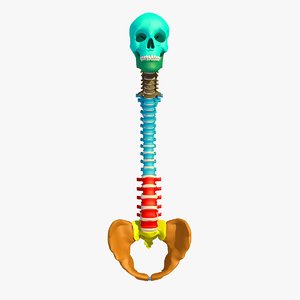 vertebrae anatomy skull pelvis 3ds