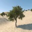 3d model ghaf tree