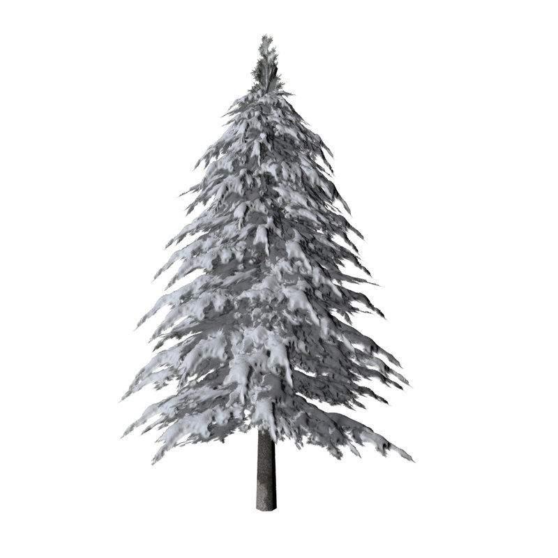pine tree covered snow 3d model