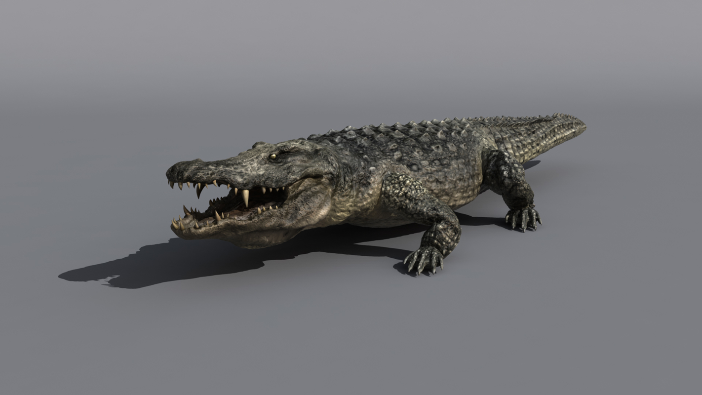 3d realistic crocodile model