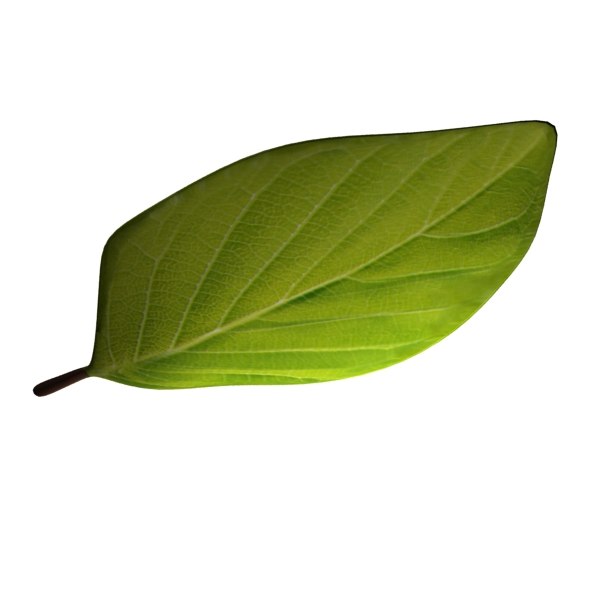 3d leaf 02