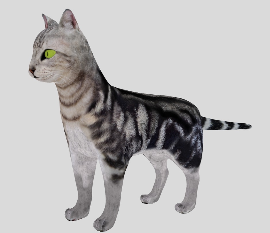 American Shorthair Cat 3d Model