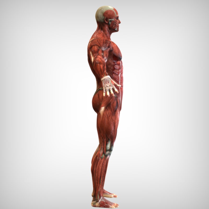 male muscular rigged 3d model