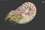 nautilus ammonite max