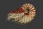nautilus ammonite max