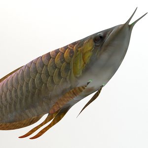3d arowana fish