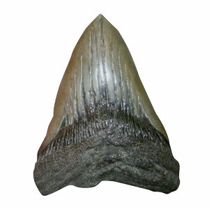 megalodon teeth 3d max