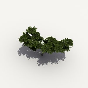3d low-poly african acacia trees