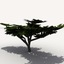 3d low-poly african acacia trees