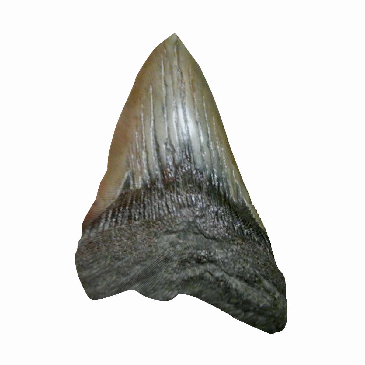 megalodon teeth 3d max