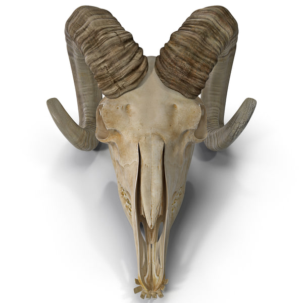 ヤギの頭蓋骨3dモデル Turbosquid 7157