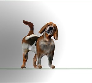 3d beagle dog model