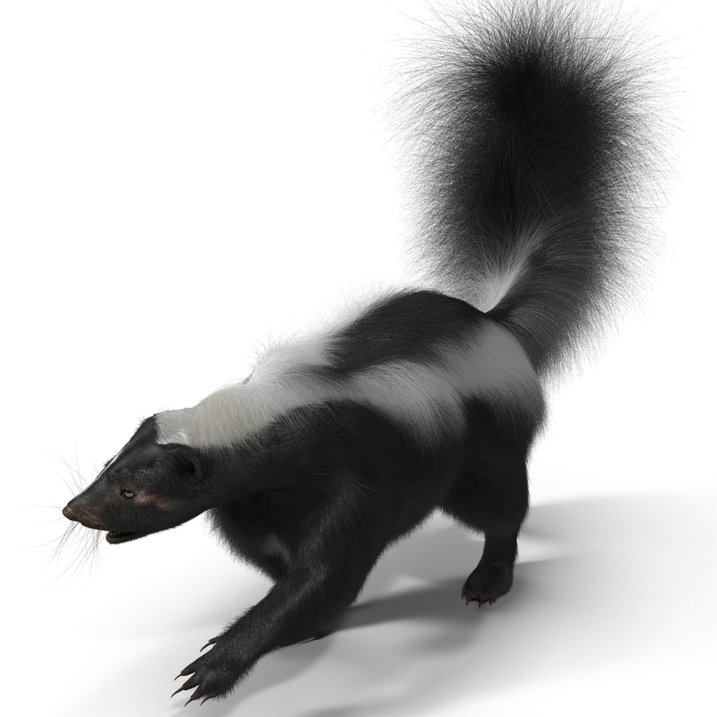 3ds max skunk pose 2 fur