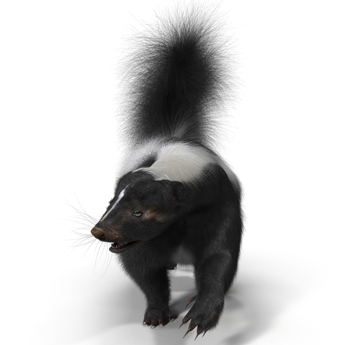 3ds max skunk pose 2 fur