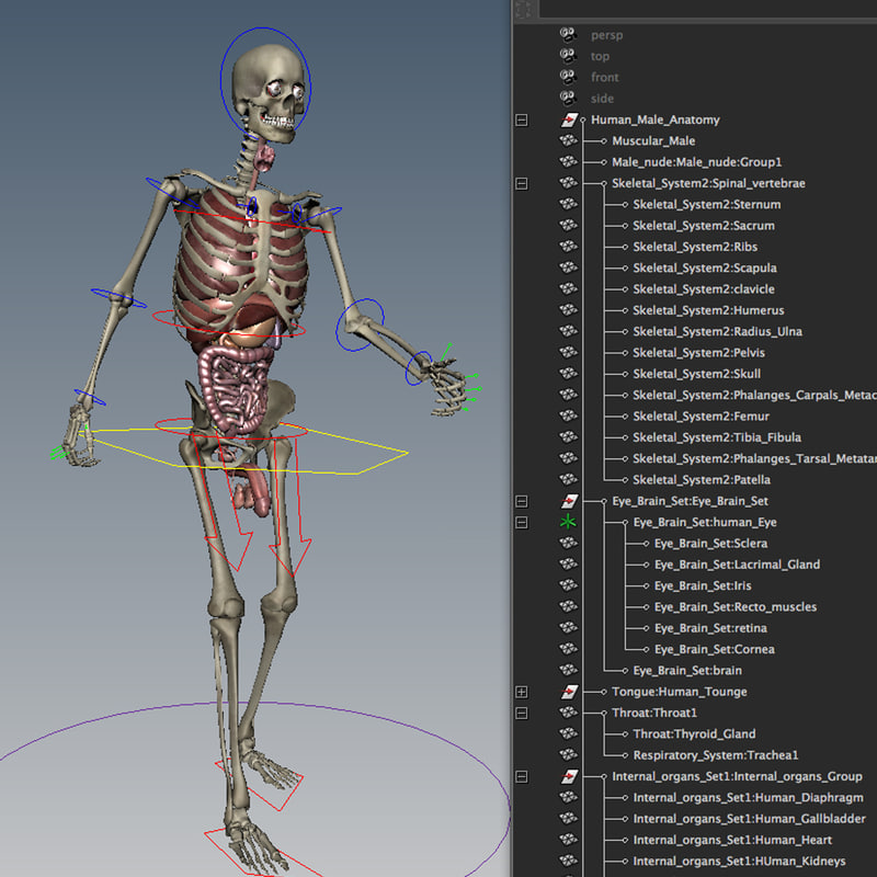 ma human skeletal internal organs