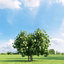 archmodels vol 136 trees 3d model