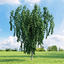 archmodels vol 136 trees 3d model