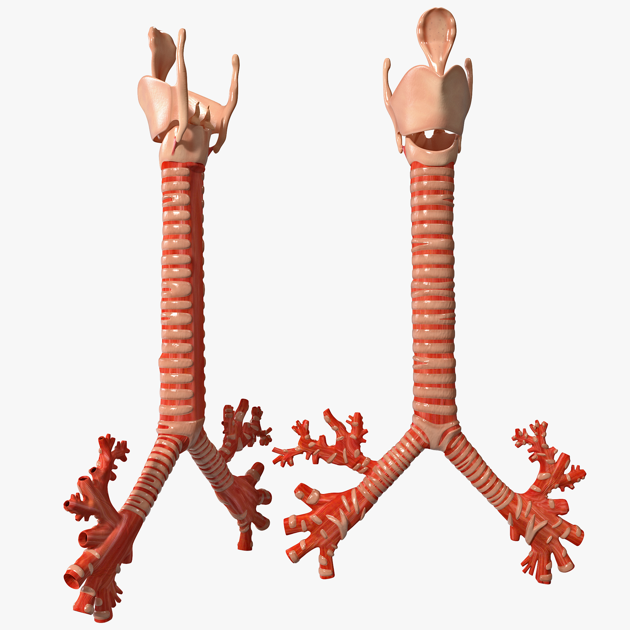 trachea bronchi 3ds