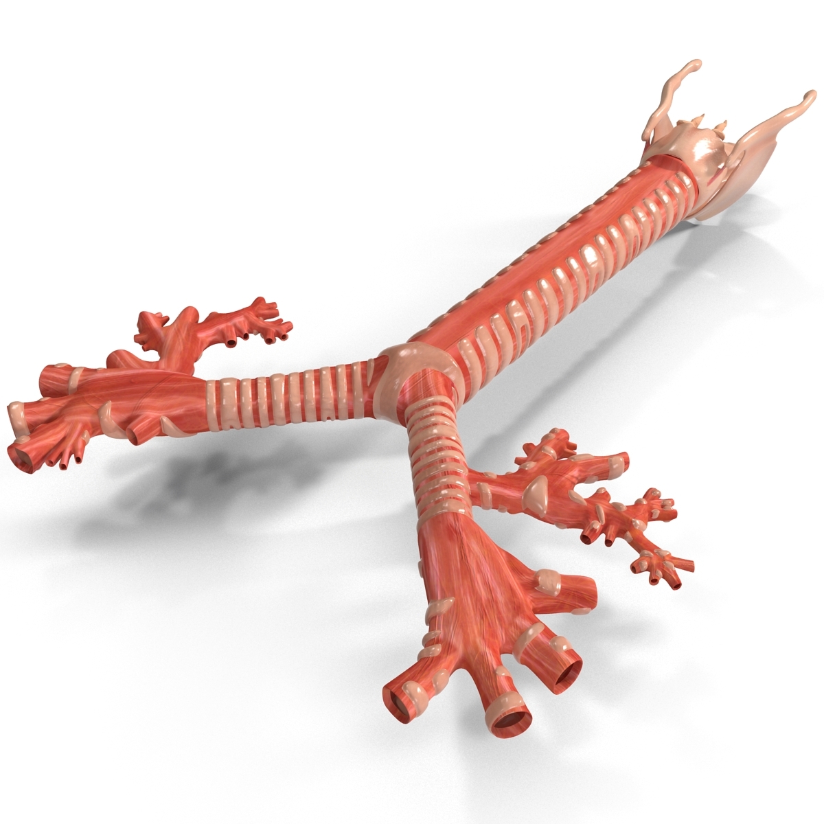 trachea bronchi 3ds