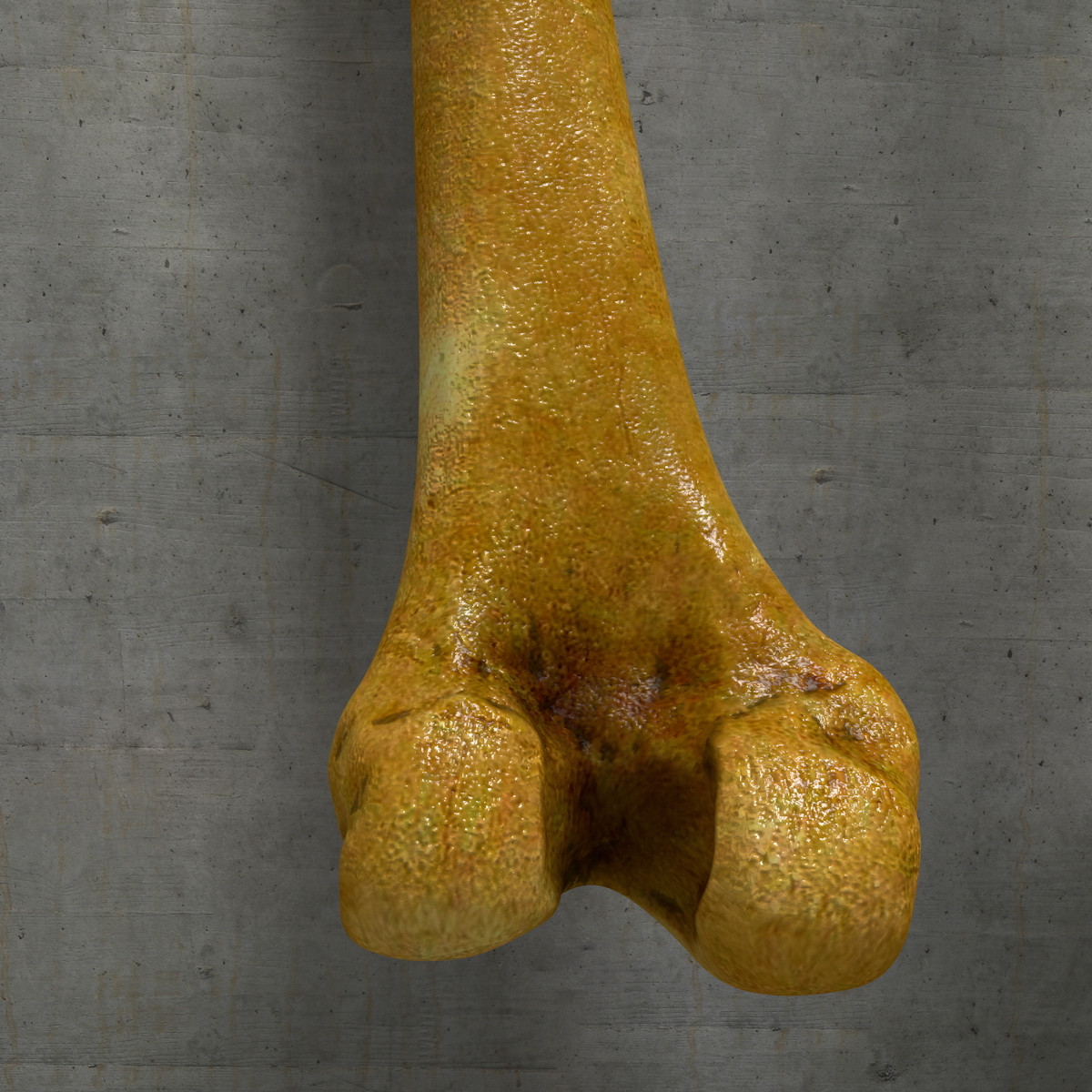 人类腿骨图片图片