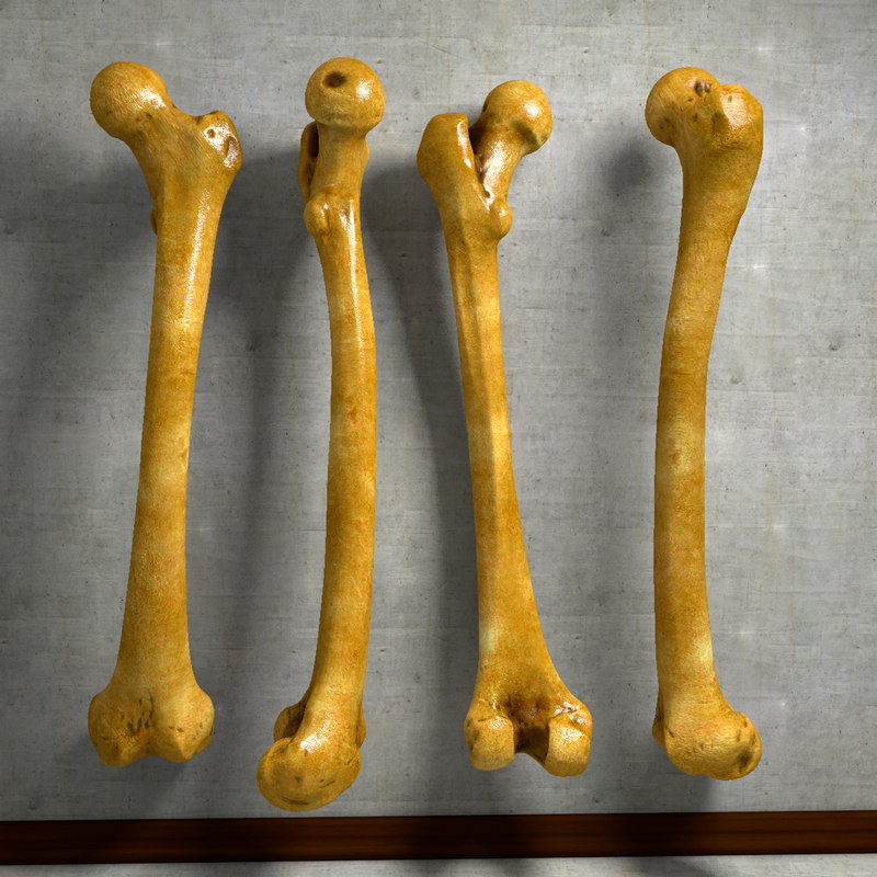 human thigh bone femur c4d