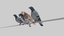 maya pigeons flying