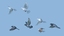 maya pigeons flying