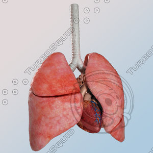 human lungs heart 3d obj
