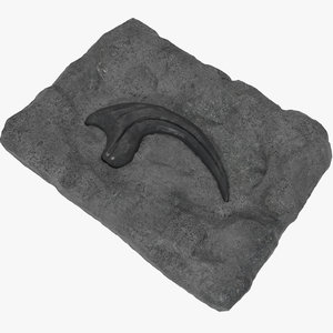 3d model raptor claw fossil