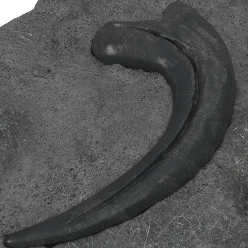 raptor claw fossil