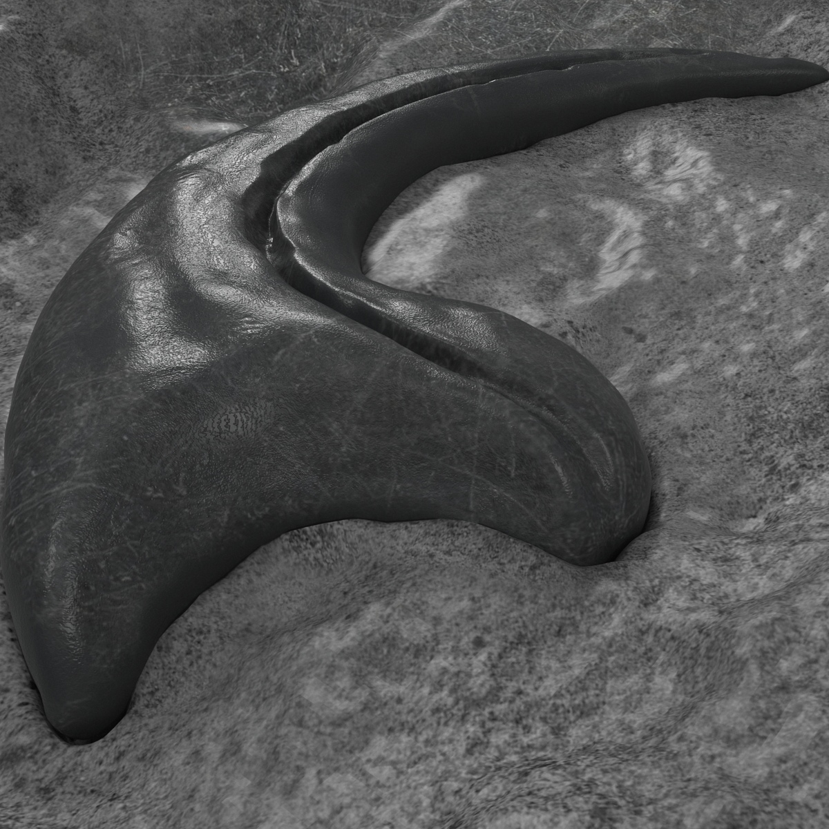 raptor claw fossil