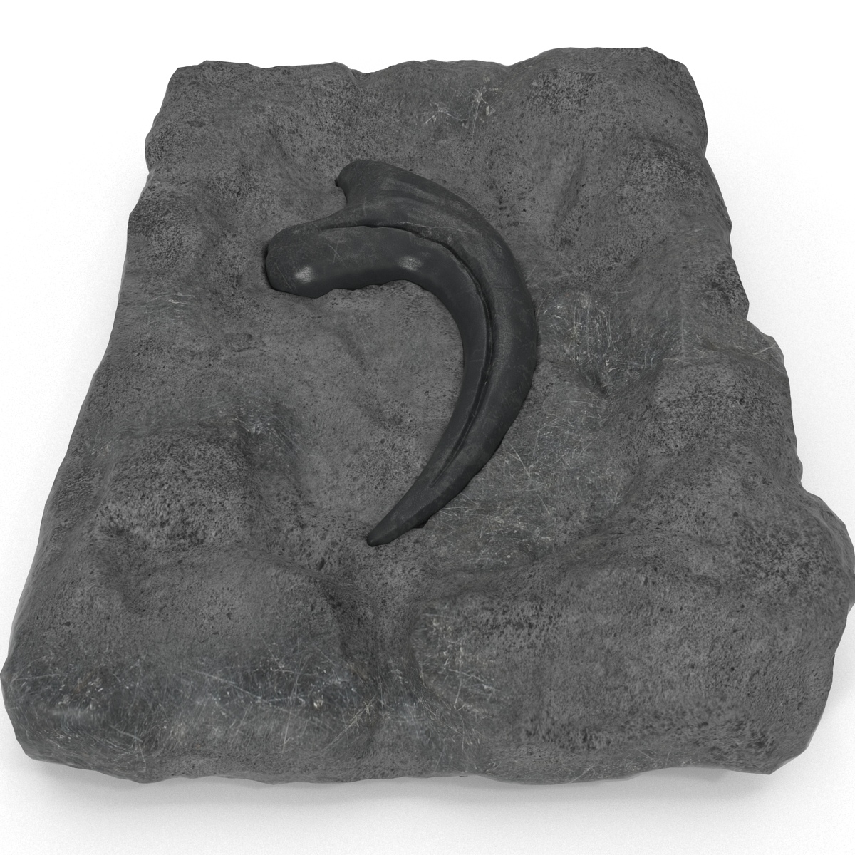 raptor claw fossil for sale