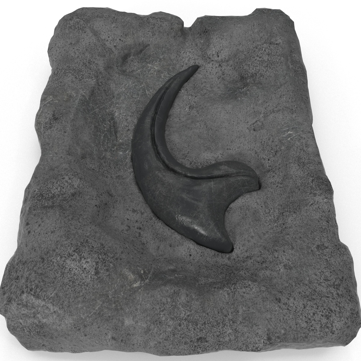 raptor claw fossil