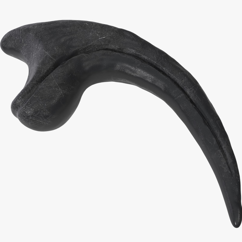 raptor claw fossil real