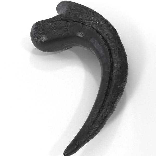 raptor claw fossil