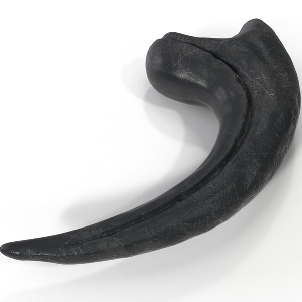 raptor claw fossil