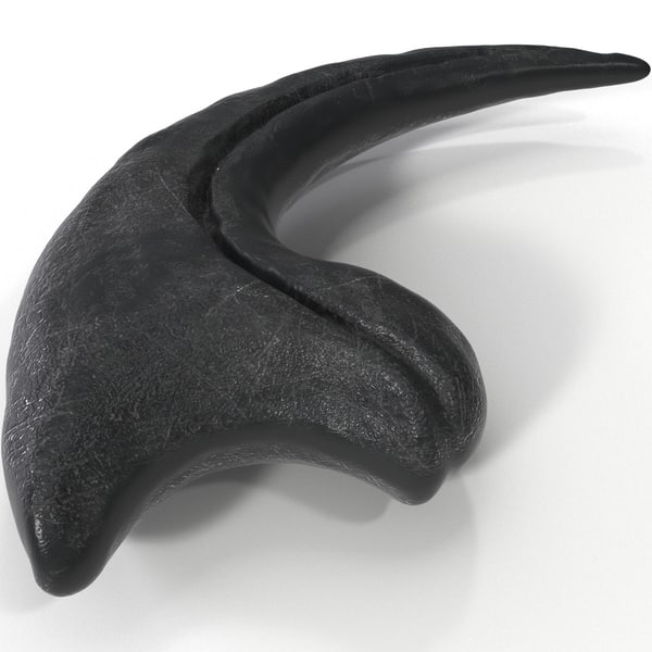 real raptor claw fossil for sale