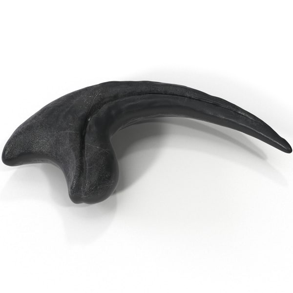 real raptor claw fossil for sale