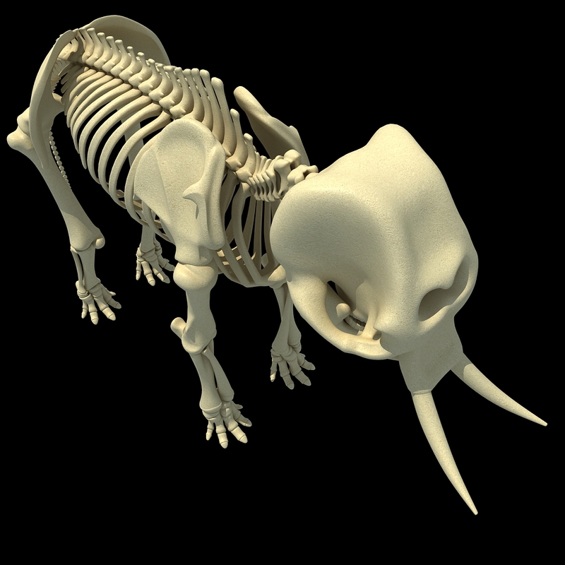 3d model skeleton animal