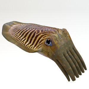3d cuttlefish fish