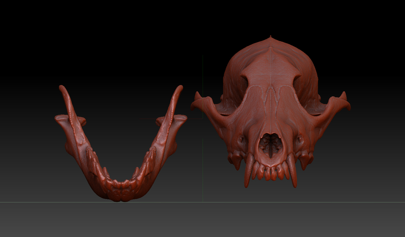 coyote canine skull c4d