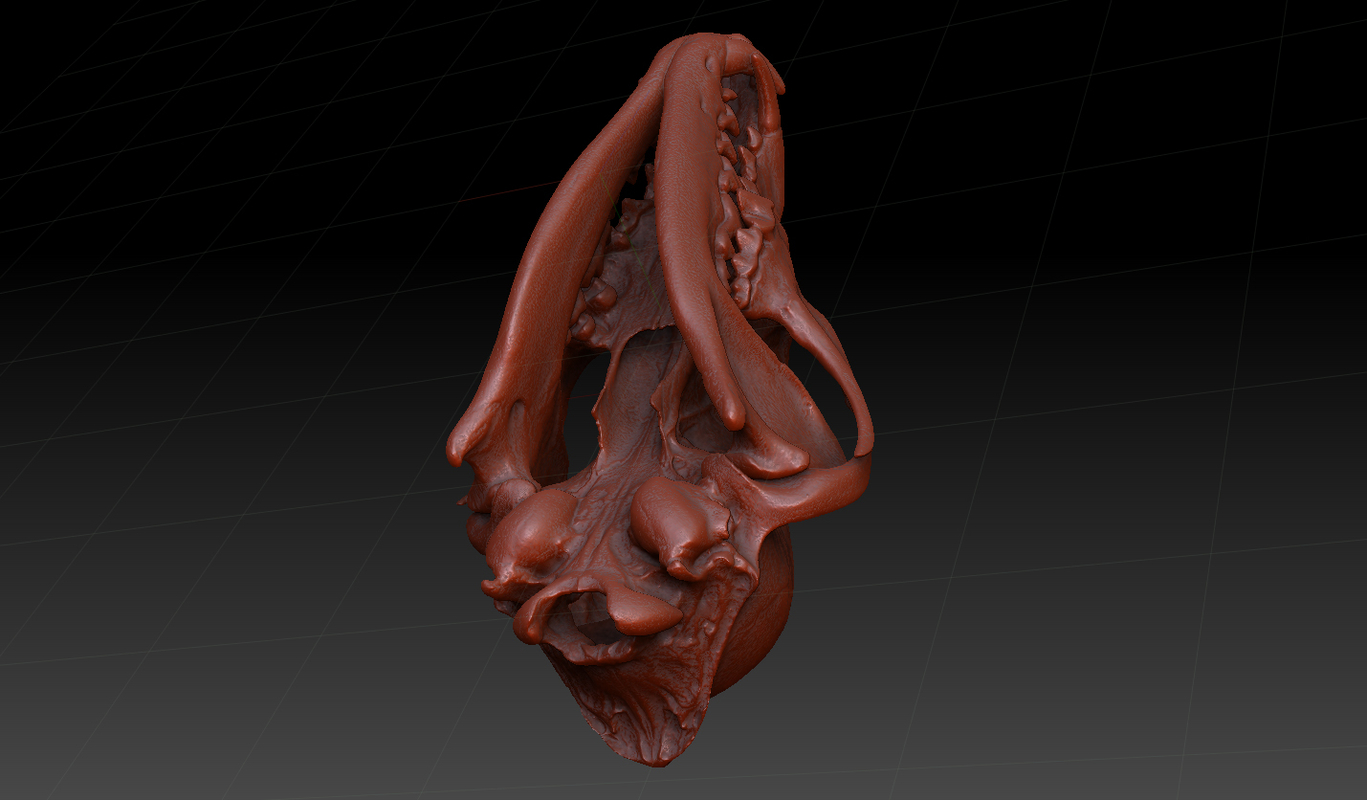 coyote canine skull c4d