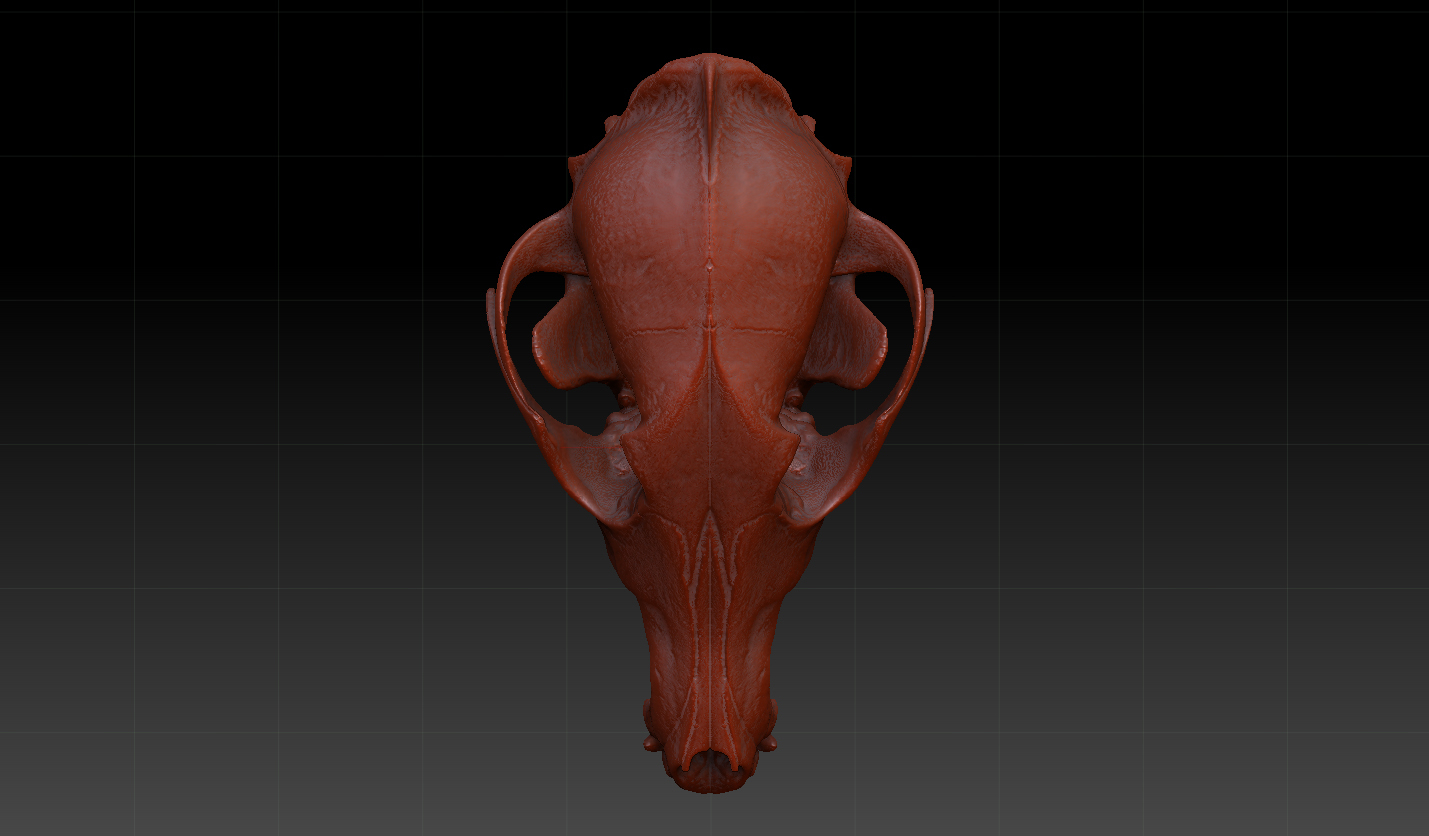 coyote canine skull c4d