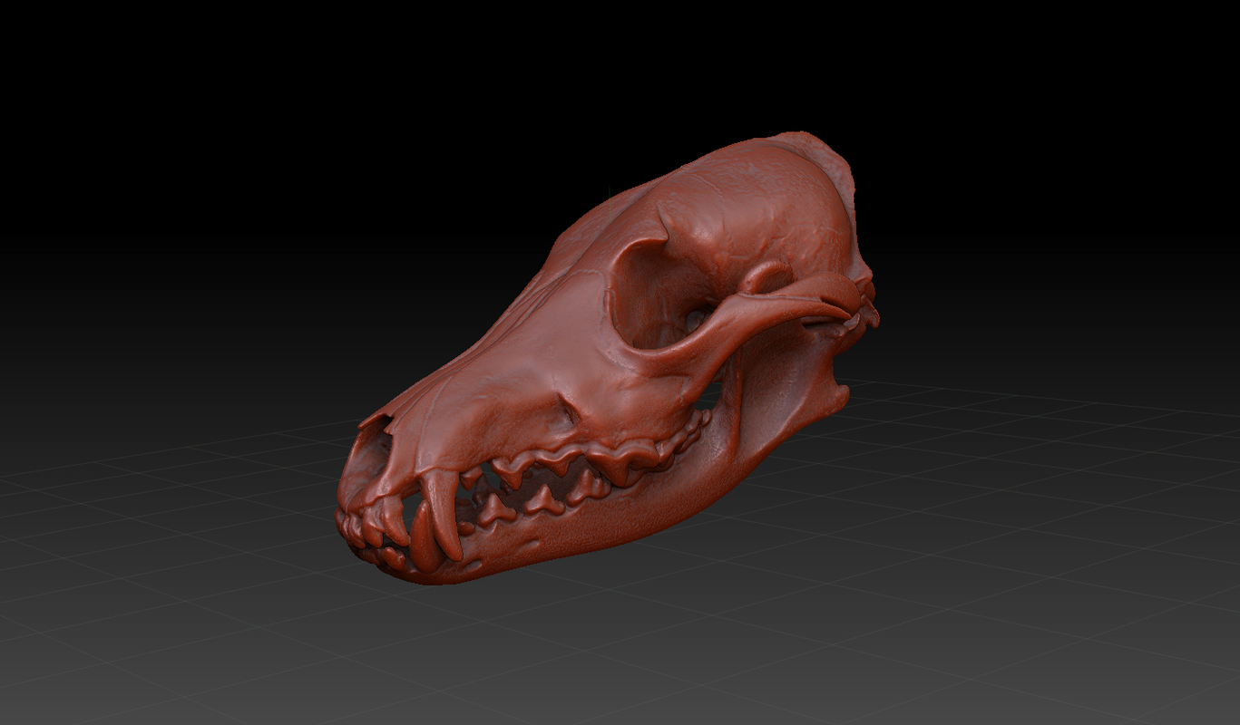 coyote canine skull c4d