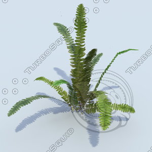 3ds max fern plant