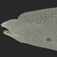 3d model moray eel