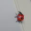 3d animation ladybug v-ray fur model