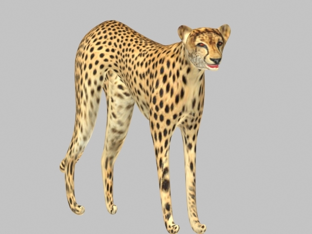modelo 3d Gepard - TurboSquid 801042